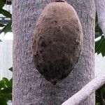 Adansonia za Frucht