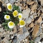 Ranunculus glacialis Blüte