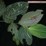 Piper arcteacuminatum Φύλλο