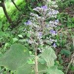 Cornutia pyramidata Hábito