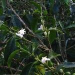 Coffea arabica Virág