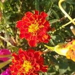 Tagetes erectaBlomma