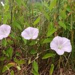 Calystegia soldanella花