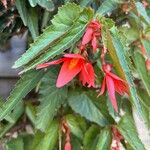 Begonia boliviensis 花