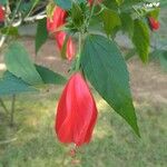 Malvaviscus penduliflorus Flower