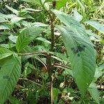 Persicaria lapathifolia Ліст