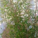 Phyllostachys aurea Листок