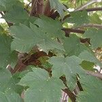 Acer pseudoplatanus 葉