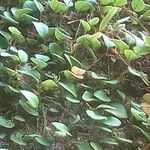 Pyrrosia nummulariifolia Foglia