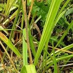 Hemerocallis minor Blatt