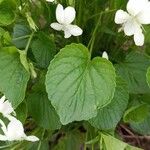 Viola striata Leaf