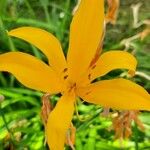 Hemerocallis middendorffii Flor