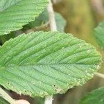 Rubus apetalus Folha