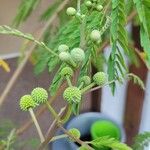Leucaena leucocephalaफूल
