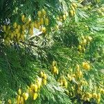 Calocedrus decurrens Vili