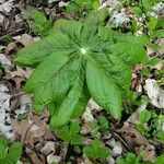 Podophyllum peltatum Lapas