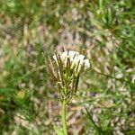 Arabis ciliata Owoc