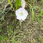 Convolvulus arvensisFlors