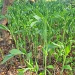 Polygonatum biflorum 叶