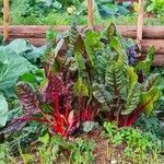 Beta vulgaris List