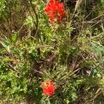 Castilleja affinis 花