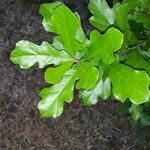 Quercus austrina Leaf