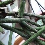 Rhipsalis grandiflora Bark