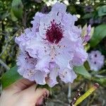 Rhododendron augustinii Flor