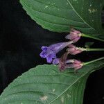 Strobilanthes bracteata 整株植物