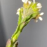 Lepidium hirtum Deilen