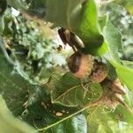 Quercus garryana Hoja