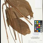Geonoma macrostachys Лист