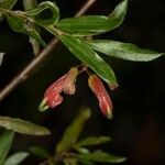 Grevillea banyabba