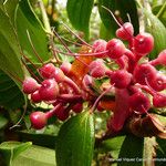 Gaultheria erecta Плод