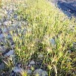 Aegilops geniculata Hábito
