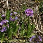 Primula auriculata Hábito