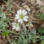 Cerastium tomentosum Blomma