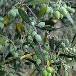 Olea europaeaFruit