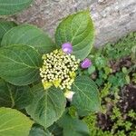 Hydrangea macrophylla花