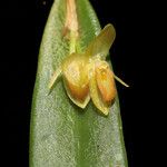 Pleurothallis discoidea Çiçek