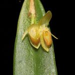 Pleurothallis discoidea പുഷ്പം