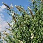 Buddleja asiatica موطن