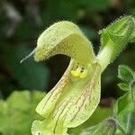 Salvia glutinosa Flower