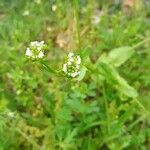 Valeriana woodsiana Květ