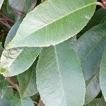 Photinia fraseri Blad