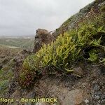 Thesium subsucculentum Habitus