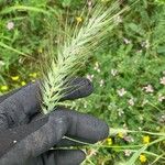 Elymus canadensis 果實