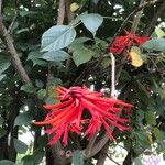 Erythrina rubrinervia Flower