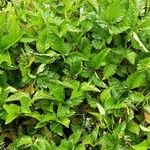 Waldsteinia ternata Yaprak