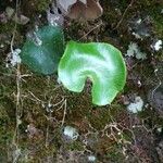 Adiantum reniforme Folio